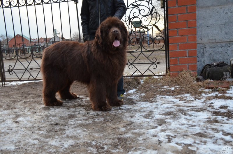 Фото: ньюфаундленд Angelo Orso Attis (Анджело Орсо Аттис)