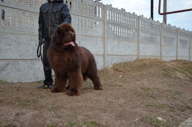 Фото: ньюфаундленд Angelo Orso Attis (Анджело Орсо Аттис)