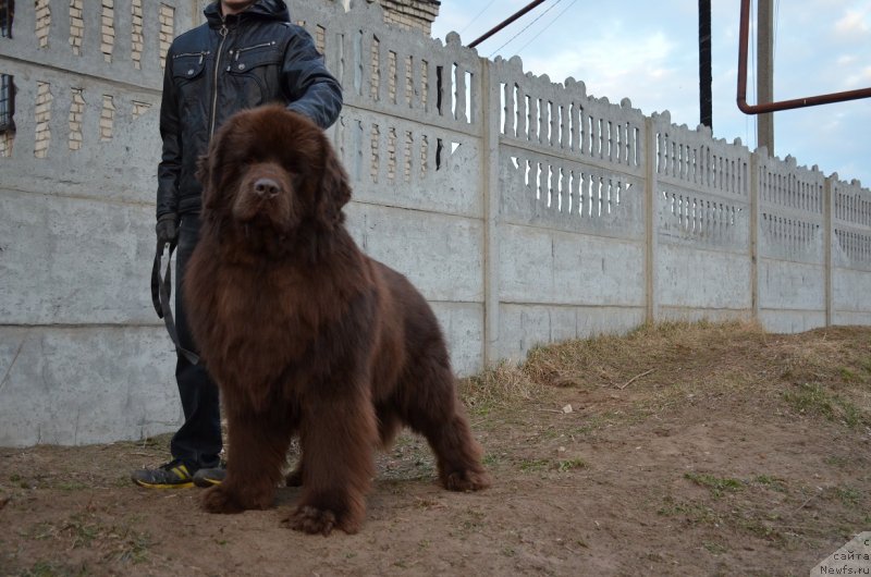 Фото: ньюфаундленд Angelo Orso Attis (Анджело Орсо Аттис)