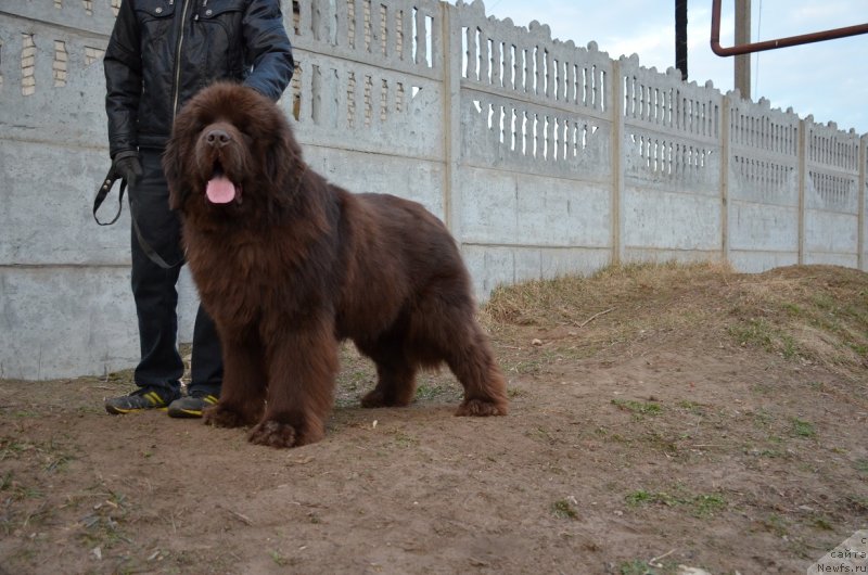 Фото: ньюфаундленд Angelo Orso Attis (Анджело Орсо Аттис)