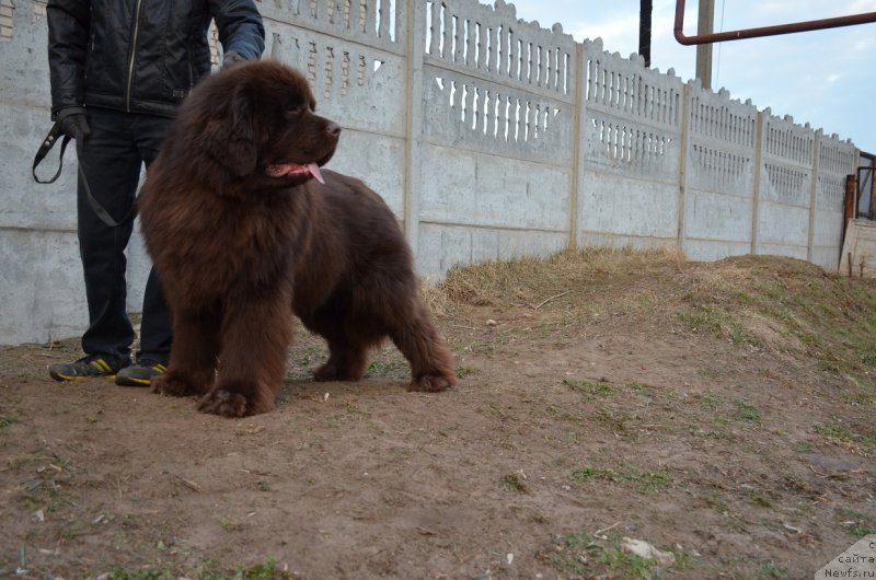 Фото: ньюфаундленд Angelo Orso Attis (Анджело Орсо Аттис)