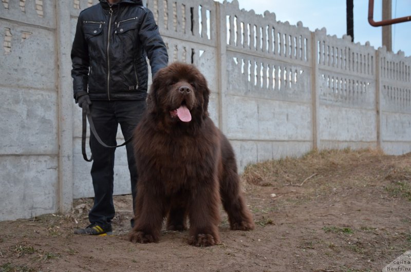 Фото: ньюфаундленд Angelo Orso Attis (Анджело Орсо Аттис)