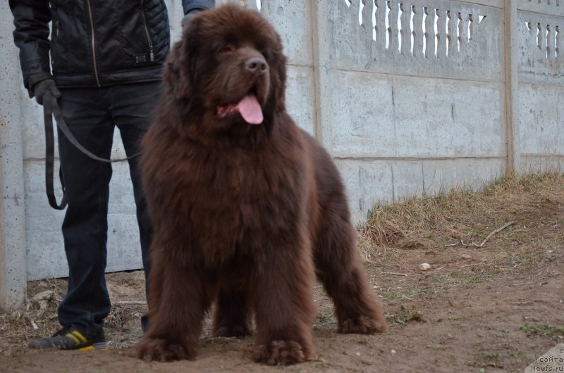 Фото: ньюфаундленд Angelo Orso Attis (Анджело Орсо Аттис)
