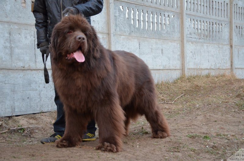 Фото: ньюфаундленд Angelo Orso Attis (Анджело Орсо Аттис)
