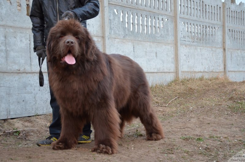 Фото: ньюфаундленд Angelo Orso Attis (Анджело Орсо Аттис)