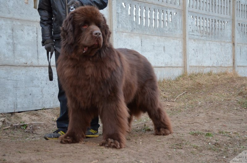 Фото: ньюфаундленд Angelo Orso Attis (Анджело Орсо Аттис)