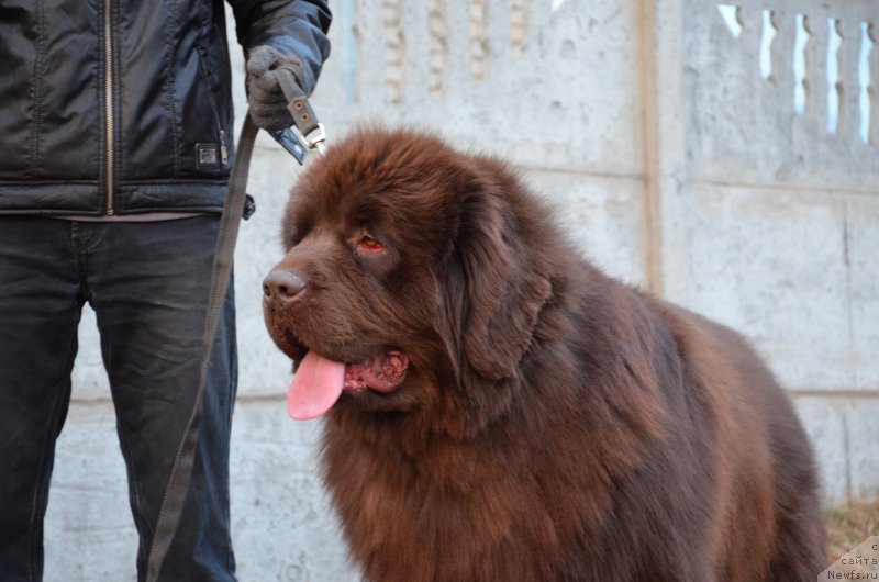 Фото: ньюфаундленд Angelo Orso Attis (Анджело Орсо Аттис)