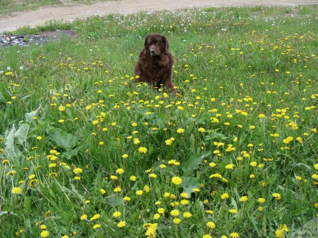 Фото: ньюфаундленд Koka Kola's Immidj Star YEmr Favorit (Кока Кола'с Иммидж Стар Эмр Фаворит)