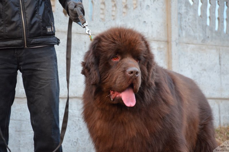 Фото: ньюфаундленд Angelo Orso Attis (Анджело Орсо Аттис)