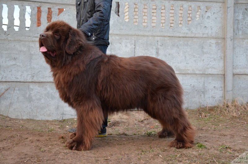 Фото: ньюфаундленд Angelo Orso Attis (Анджело Орсо Аттис)