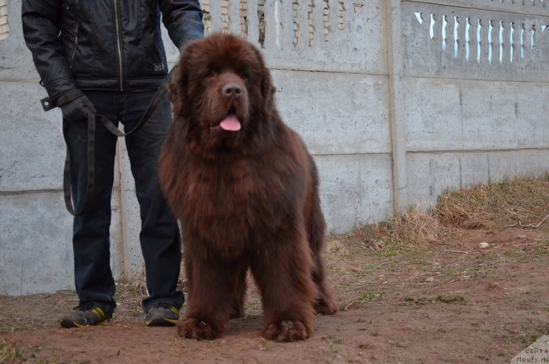 Фото: ньюфаундленд Angelo Orso Attis (Анджело Орсо Аттис)