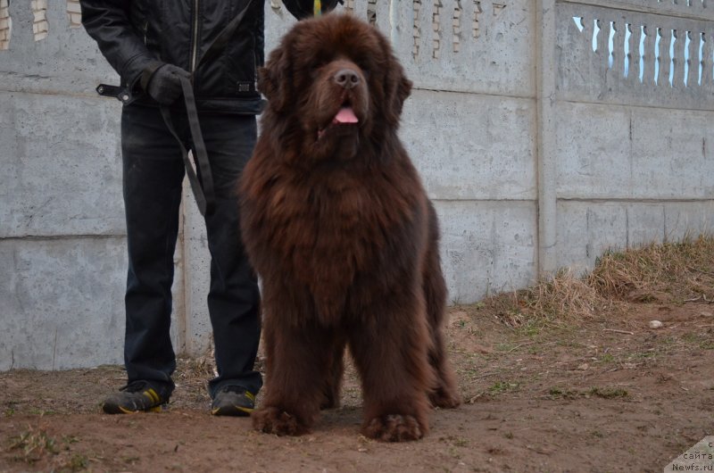 Фото: ньюфаундленд Angelo Orso Attis (Анджело Орсо Аттис)