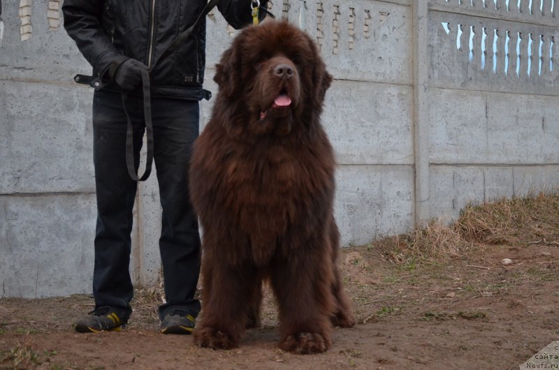 Фото: ньюфаундленд Angelo Orso Attis (Анджело Орсо Аттис)