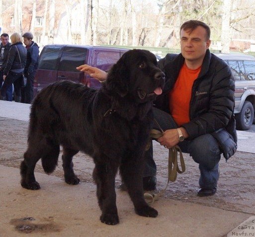 Фото: ньюфаундленд Chernaya Mafia Make the Most of Now (Черная Мафия Маке Тхе Мост оф Нов)