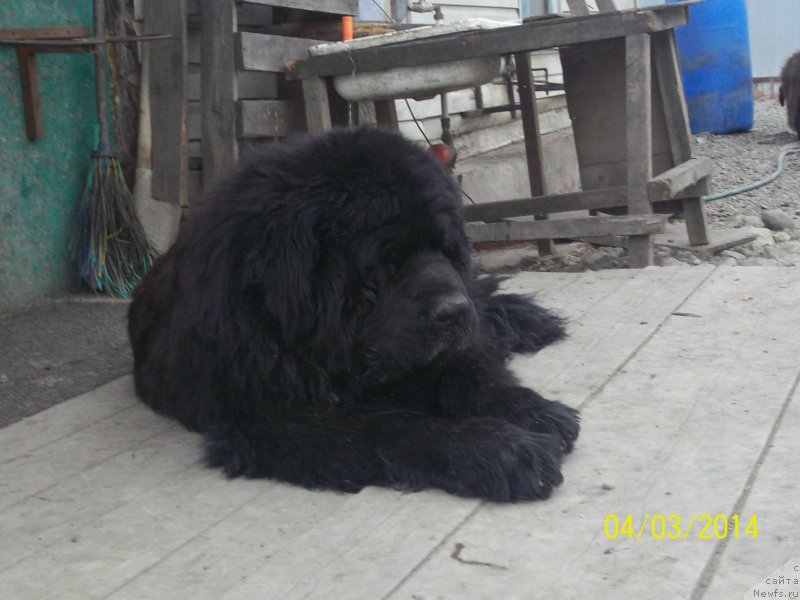 Фото: ньюфаундленд Viski Red Label Veps (Виски Ред Лейбл Вепс)