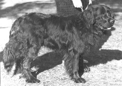 Фото: ньюфаундленд YErl Piter Dech (Эрл Питер Деч)