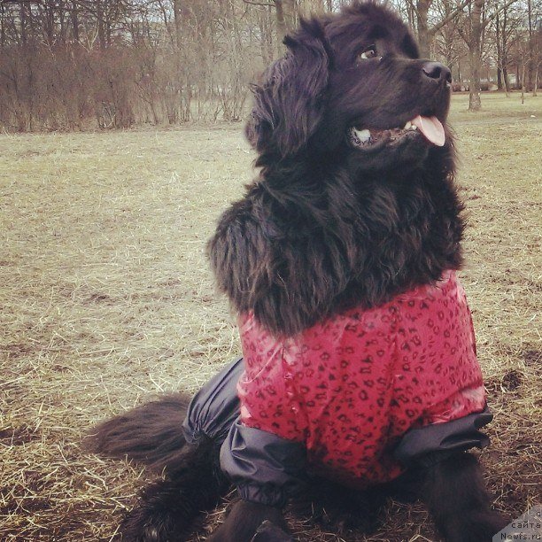 Фото: ньюфаундленд Velyke Malyatko Bayaderka Yurka