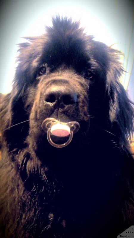 Фото: ньюфаундленд Velyke Malyatko Bayaderka Yurka