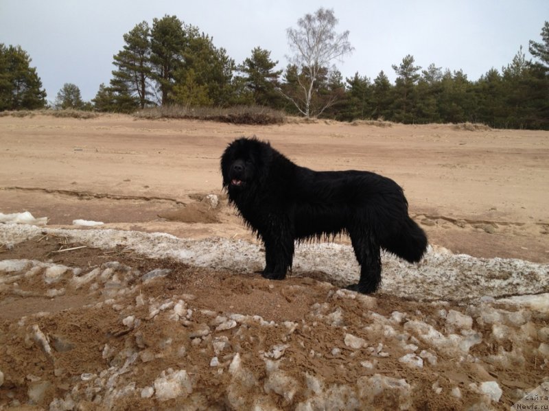 Фото: ньюфаундленд Belkonder-Klab Kassiopeya (Белкондер-Клаб Кассиопея)