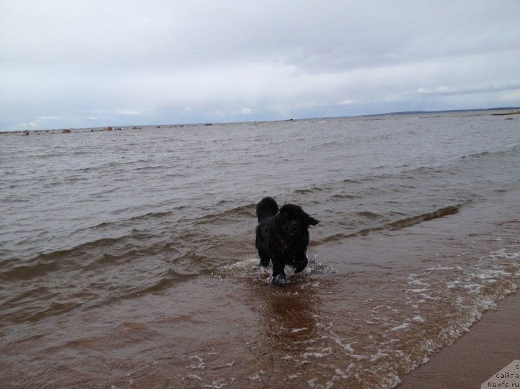 Фото: ньюфаундленд Belkonder-Klab Kassiopeya (Белкондер-Клаб Кассиопея)