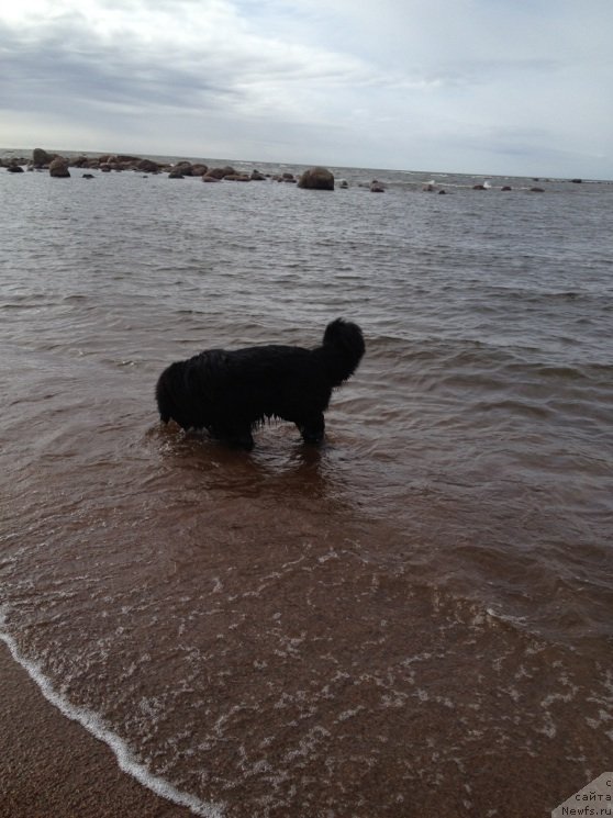 Фото: ньюфаундленд Belkonder-Klab Kassiopeya (Белкондер-Клаб Кассиопея)