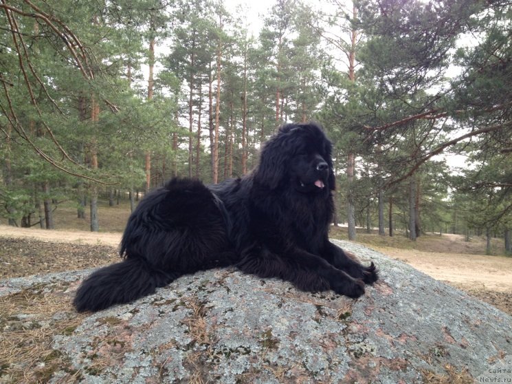 Фото: ньюфаундленд Belkonder-Klab Kassiopeya (Белкондер-Клаб Кассиопея)