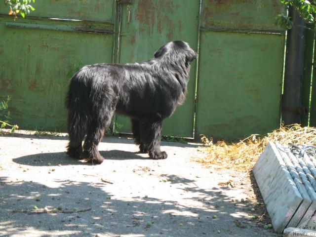 Фото: ньюфаундленд Ayvengo Viva Jeniz (Айвенго Вива Дженис)