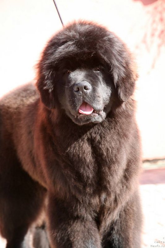 Фото: ньюфаундленд Guliver Moon Bear