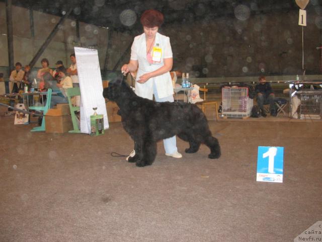 Фото: ньюфаундленд Dynasty Queen iz Medvejyego Yara (Династия Квин из Медвежьего Яра), Nadejda Strel'cova (Надежда Стрельцова)