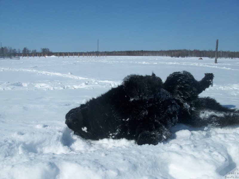 Фото: ньюфаундленд Karat iz Medvejyego Yara (Карат из Медвежьего Яра)