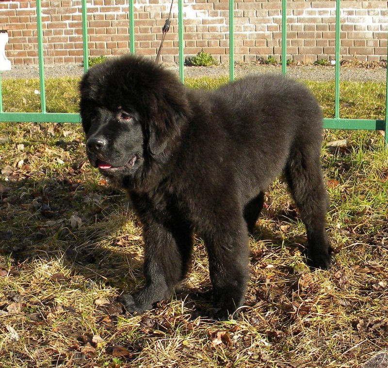 Фото: ньюфаундленд Smigar Ursburgskaya Krasavica (Смигар Урсбургская Красавица)