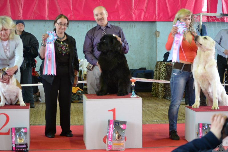 Фото: ньюфаундленд Skarlet O'Hara (Скарлет О'Хара)