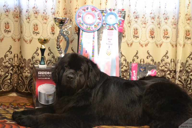 Фото: ньюфаундленд Skarlet O'Hara (Скарлет О'Хара)