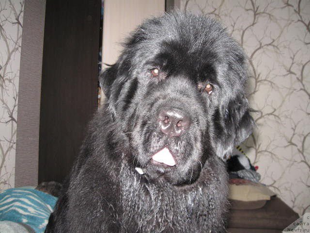 Фото: ньюфаундленд Akvatoriya Kelvin CHernaya Feeriya (Акватория Келвин Черная Феерия)