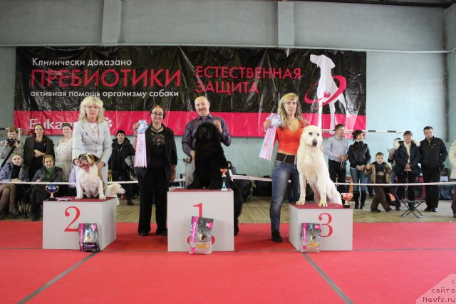 Фото: ньюфаундленд Skarlet O'Hara (Скарлет О'Хара)