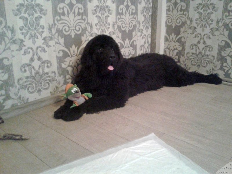 Фотография № 150559