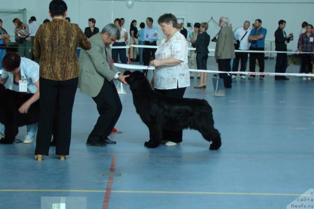 Фото: ньюфаундленд Indiana Dzhuna iz Tihogo Omuta (Индиана Джуна из Тихого Омута)