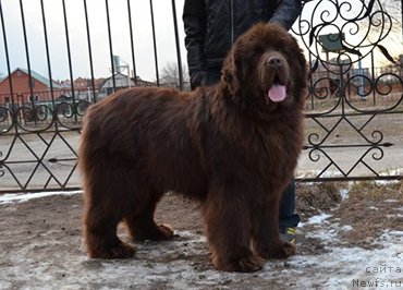 Фото: ньюфаундленд Angelo Orso Attis (Анджело Орсо Аттис)