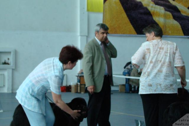 Фото: ньюфаундленд Dynasty Queen iz Medvejyego Yara (Династия Квин из Медвежьего Яра)