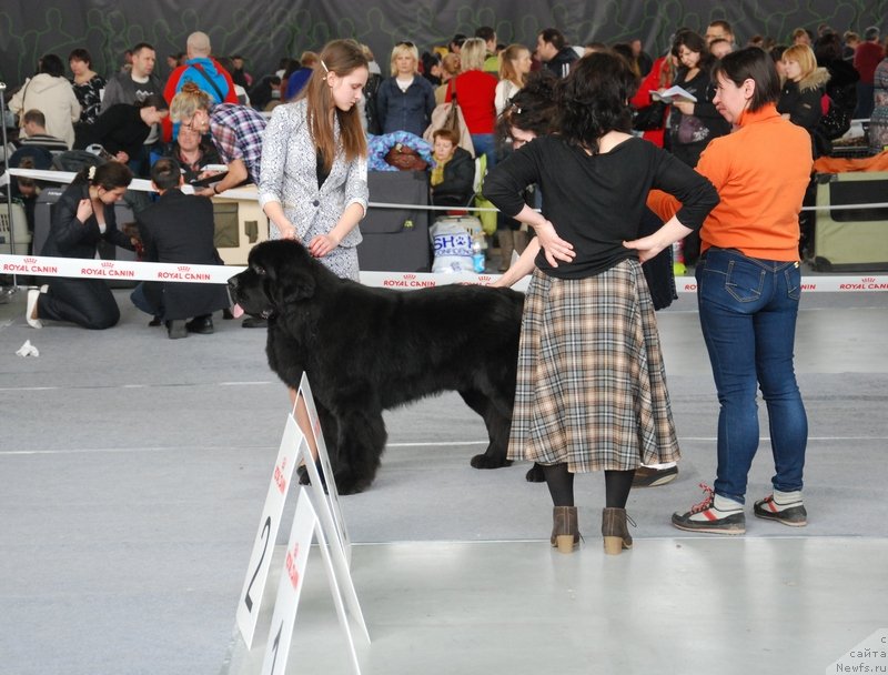 Фото: ньюфаундленд As True for Beguschaya po Volnam Dinastiya Soverchenstva (Аз Труэ Бегущая по Волнам Династия Совершенства), Margarita Dolotova (Маргарита Долотова)