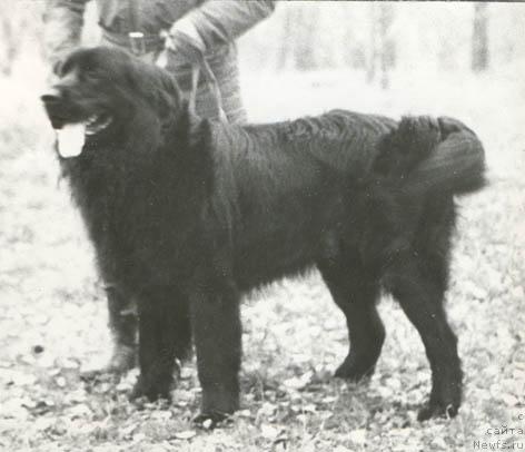 Фото: ньюфаундленд Ryen (Рэн)