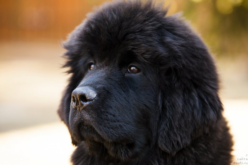 Фото: ньюфаундленд YEl'brus iz Antagrada (Эльбрус из Антаграда)