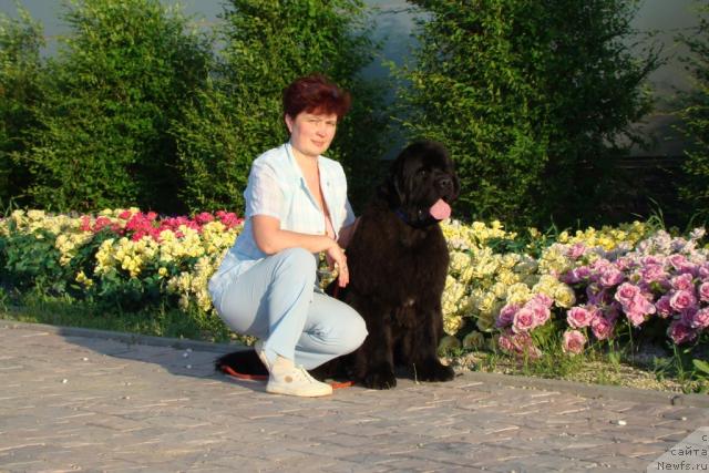Фото: ньюфаундленд Dynasty Queen iz Medvejyego Yara (Династия Квин из Медвежьего Яра), Nadejda Strel'cova (Надежда Стрельцова)