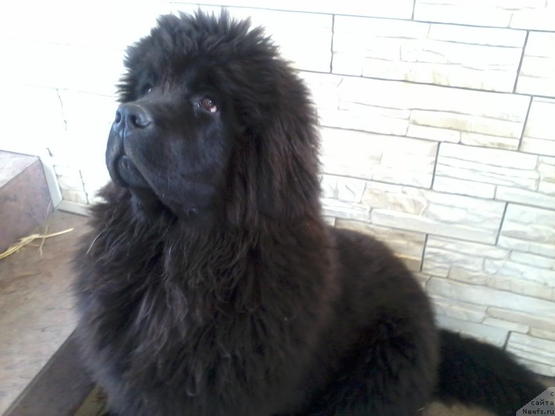 Фото: ньюфаундленд Zakari Ostin Pauyers (Закари Остин Пауэрс)