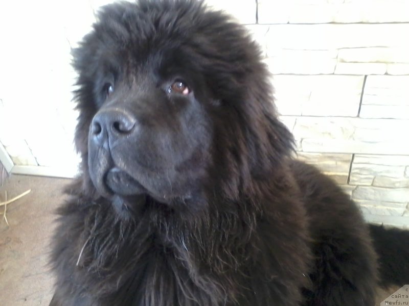 Фото: ньюфаундленд Zakari Ostin Pauyers (Закари Остин Пауэрс)