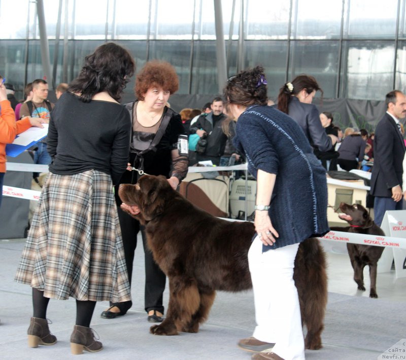 Фото: ньюфаундленд Charli The Best Helfi Pel (Чарли Де Бест Хелфи Пэл)