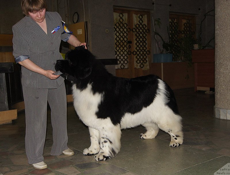 Фото: ньюфаундленд Super Bizon Cosmos (Супер Бизон Космос)