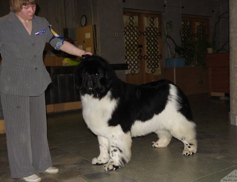 Фото: ньюфаундленд Super Bizon Cosmos (Супер Бизон Космос)