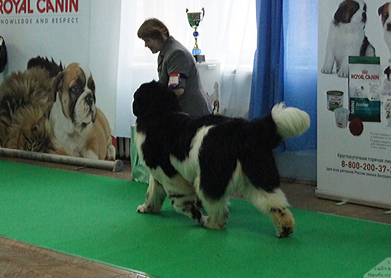 Фото: ньюфаундленд Super Bizon Cosmos (Супер Бизон Космос)