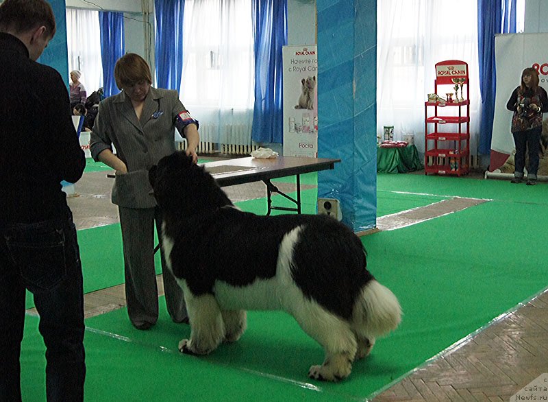 Фото: ньюфаундленд Super Bizon Cosmos (Супер Бизон Космос)